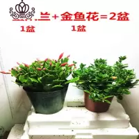 封后蟹爪兰多色四季开花的盆栽绿植花卉室内多肉植物脚蟹兰去甲醛 蟹爪兰+金鱼花=2盆 含盆