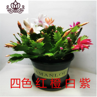 封后蟹爪兰多色四季开花的盆栽绿植花卉室内多肉植物脚蟹兰去甲醛 四色每盆20多棵 含盆