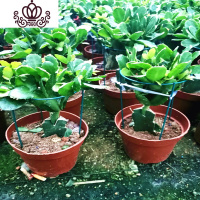 封后蟹爪兰多色四季开花的盆栽绿植花卉室内多肉植物脚蟹兰去甲醛 假昙花嫁接高30厘米左右 含盆