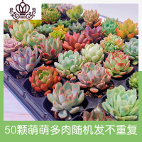 封后50颗新款多肉植物组合盆栽大萌肉肉批发论斤卖法师玉露花 50棵特惠成品多肉组合品种不重复 不含盆