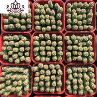 封后悠然花房 大钱串 牡丹钱串 多肉 多肉植物 实拍 一盆 钱串高度:3厘米左右 带盆栽好