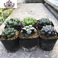 封后多肉植物玉露组合雪之礼等6个品种新手套餐原盆原土发货盆栽