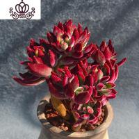 封后红兔儿大老桩云南露养多肉花植物组合盆栽超萌肉肉