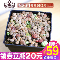 封后整盆屁屁花巨划算pp花多肉生石花 屁股花 多肉植物批发花卉绿植盆栽