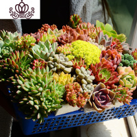 封后稀有巨型多肉一箱论按斤卖1斤多年生颗肉嘟嘟室内植物组合称套餐花卉绿植盆栽