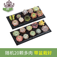 封后多肉植物多肉带盆栽好奇趣植物肉肉植物花卉绿植 20颗品种随机穴盘 带盆栽好