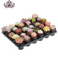 封后多肉植物多肉带盆栽好奇趣植物肉肉植物花卉绿植 30颗小万象品种会有重复带托架 带盆栽好