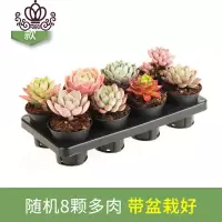 封后多肉植物多肉带盆栽好奇趣植物肉肉植物花卉绿植 8颗小万象随机含盆带托 带盆栽好