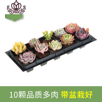 封后多肉植物多肉带盆栽好奇趣植物肉肉植物花卉绿植 A款10颗品质套餐品种如图 带盆栽好
