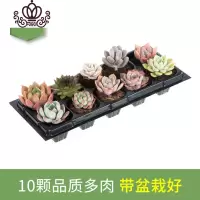 封后多肉植物多肉带盆栽好奇趣植物肉肉植物花卉绿植 B款10颗精选套餐品种如图 带盆栽好