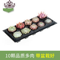封后多肉植物多肉带盆栽好奇趣植物肉肉植物花卉绿植 C款10颗小贵货套餐品种如图 带盆栽好