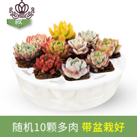 封后多肉植物多肉带盆栽好奇趣植物肉肉植物花卉绿植 新双层懒人花盆10颗品种随机 带盆栽好