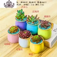 封后多肉植物含盆带土组合小盆栽室内肉肉花植物多肉花盆营养土绿植 多肉套组三,图示6颗 含盆