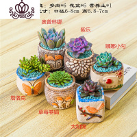 封后多肉植物含盆带土组合小盆栽室内肉肉花植物多肉花盆营养土绿植 多肉套组九,图示6颗 含盆