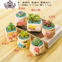 封后多肉植物含盆带土组合小盆栽室内肉肉花植物多肉花盆营养土绿植 多肉套组十一,图示6颗 含盆