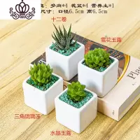 封后多肉植物含盆带土组合小盆栽室内肉肉花植物多肉花盆营养土绿植 多肉套组十,图示4颗 含盆