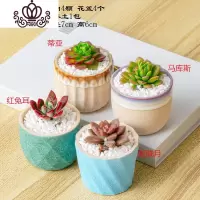 封后多肉植物含盆带土组合小盆栽室内肉肉花植物多肉花盆营养土绿植 多肉套装二十四,图示4颗 含盆