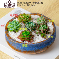 封后多肉植物含盆带土组合小盆栽室内肉肉花植物多肉花盆营养土绿植 深灰色多肉套装三十三 含盆