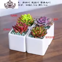 封后多肉植物含盆带土组合小盆栽室内肉肉花植物多肉花盆营养土绿植 多肉套组二十一,图示4颗 含盆