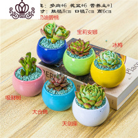 封后多肉植物含盆带土组合小盆栽室内肉肉花植物多肉花盆营养土绿植 多肉套组十四,图示6颗 含盆