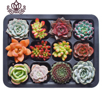 封后12颗多肉植物小苗精心培育带托盘萌肉肉组合套餐花卉盆栽 12颗多肉A款(整盘发货) 带盆栽好