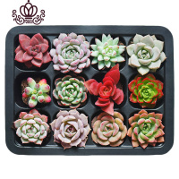 封后12颗多肉植物小苗精心培育带托盘萌肉肉组合套餐花卉盆栽 12颗多肉B款(整盘发货) 带盆栽好