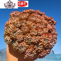 封后云南直发莱恩小精灵多肉植物组合盆栽肉植物多肉老桩多肉稀有品种