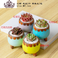 封后多肉植物含盆带土组合小盆栽室内肉肉花植物多肉花盆营养土绿植 米白色多肉套装二十八 含盆