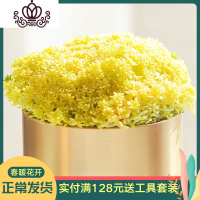 封后金万年 多肉植物盆栽肉肉新手植物办公室绿植云南多肉