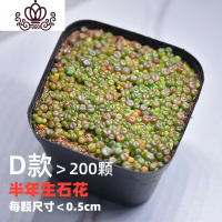 封后20颗南非混播生石花小PP屁股开花内含绿子勋番杏科多肉植物 D款(≥200颗混播品种) 带盆栽好