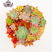 封后植物组合盆栽套餐一整箱超萌肉肉新款花盆花卉爆盆罕见 [必抢]22颗(20品种)+1包小土 不含盆