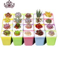 封后植物组合盆栽套餐一整箱超萌肉肉新款花盆花卉爆盆罕见 12颗精选多肉+12彩方+2包土 不含盆