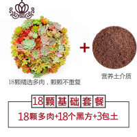 封后植物组合盆栽套餐一整箱超萌肉肉新款花盆花卉爆盆罕见 18颗精选多肉+18黑方+3包土 不含盆