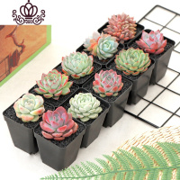 封后园艺多肉植物组合盆栽 桃蛋生石花玉露室内花卉肉肉 10颗随机多肉+10盆土+10黑方盆 不含盆