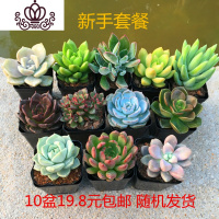 封后嘉奇园艺场 多肉组合套餐 10款多肉植物随机发货花卉绿植盆栽