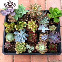 封后多肉植物新手套餐 成株非穴盘苗 肉肉植物 组合盆栽花卉