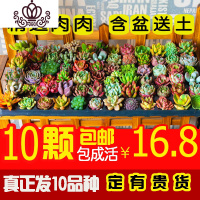 封后多肉植物盆栽多多肉肉新手组合套餐含盆带土室内拼盘 10颗多肉[拍含盆送足量营养土] 裸根不带土