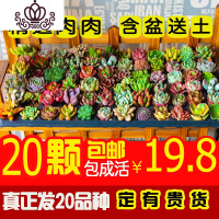 封后多肉植物盆栽多多肉肉新手组合套餐含盆带土室内拼盘 20颗多肉[拍含盆送足量营养土] 含盆