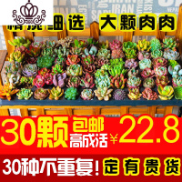 封后多肉植物盆栽多多肉肉新手组合套餐含盆带土室内拼盘 30颗多肉[拍含盆送足量营养土] 裸根不带土