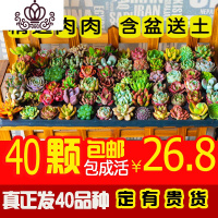 封后多肉植物盆栽多多肉肉新手组合套餐含盆带土室内拼盘 40颗多肉[拍含盆送足量营养土] 含盆