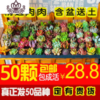 封后多肉植物盆栽多多肉肉新手组合套餐含盆带土室内拼盘 50颗多肉[拍含盆送足量营养土] 裸根不带土