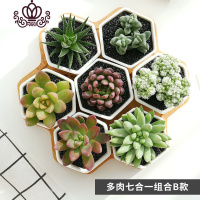 封后多肉植物组合盆栽新手套餐肉肉植物含盆办公桌绿植花卉 多肉七合一组合B款 含盆