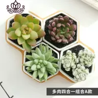 封后多肉植物组合盆栽新手套餐肉肉植物含盆办公桌绿植花卉 多肉四合一组合A款 含盆