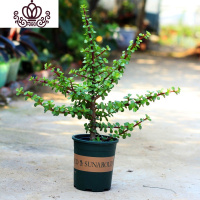 封后玉树盆栽苗老桩大叶玉树花植物多肉燕子掌室内客厅绿植花卉 金枝玉叶/0.5加仑盆 含盆