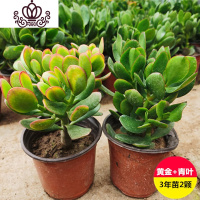 封后玉树盆栽苗老桩大叶玉树花植物多肉燕子掌室内客厅绿植花卉 黄金玉树+青叶玉树[2颗] 含盆