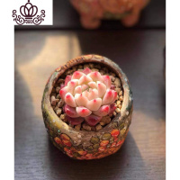 封后秋阳园艺 多肉植物 如梦令 多肉 杂交 精品景天 随机发货 如梦令 裸根不带土花卉绿植盆栽