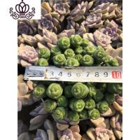 封后钱串多头老庄多肉植物组合盆栽带盆土栽好花卉办公室绿植