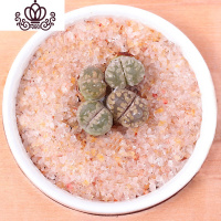 封后生石花屁股花绿色南非混合带盆带土石生花组盆多肉植物石pp花组合 大津绘2年苗1颗 不含盆花卉绿植盆栽