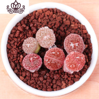 封后生石花屁股花绿色南非混合带盆带土石生花组盆多肉植物石pp花组合 富贵玉2年苗1颗 不含盆花卉绿植盆栽