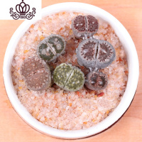 封后生石花屁股花绿色南非混合带盆带土石生花组盆多肉植物石pp花组合 李夫人1年苗1颗 不含盆花卉绿植盆栽